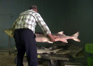 3256_Persian Sturgeon_Acipenser persicus.jpg